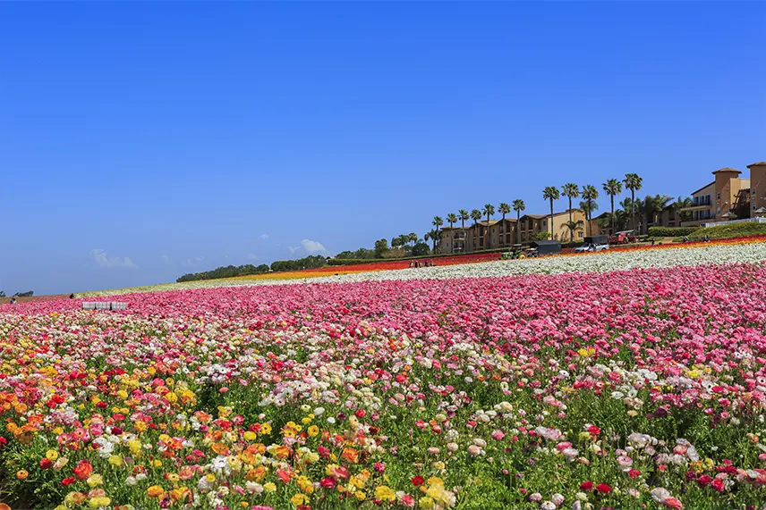 Carlsbad Property Management